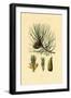 European Black Pine, 1833-39-null-Framed Giclee Print