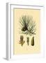 European Black Pine, 1833-39-null-Framed Giclee Print