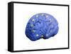 European Brain, Conceptual Artwork-null-Framed Stretched Canvas