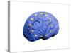 European Brain, Conceptual Artwork-null-Stretched Canvas