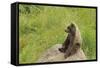 European Brown Bear Cub Sitting on a Rock-null-Framed Stretched Canvas