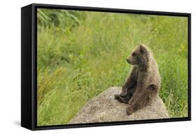 European Brown Bear Cub Sitting on a Rock-null-Framed Stretched Canvas