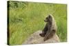 European Brown Bear Cub Sitting on a Rock-null-Stretched Canvas