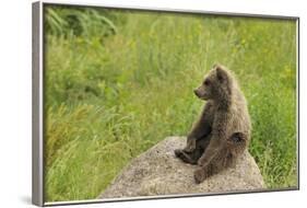 European Brown Bear Cub Sitting on a Rock-null-Framed Photographic Print