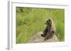 European Brown Bear Cub Sitting on a Rock-null-Framed Photographic Print