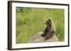 European Brown Bear Cub Sitting on a Rock-null-Framed Photographic Print