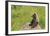 European Brown Bear Cub Sitting on a Rock-null-Framed Photographic Print