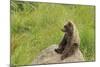 European Brown Bear Cub Sitting on a Rock-null-Mounted Photographic Print