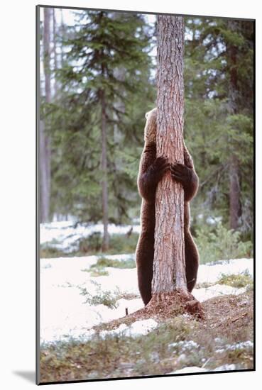 European Brown Bear Hugging Tree-null-Mounted Photographic Print