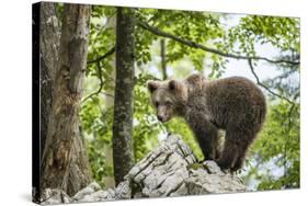 European brown bear, juvenile standing on rocks in the Karst forest, Notranjska, Slovenia-Franco Banfi-Stretched Canvas