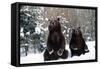 European Brown Bear Two Sitting in Snow-null-Framed Stretched Canvas