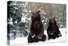 European Brown Bear Two Sitting in Snow-null-Stretched Canvas