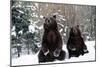 European Brown Bear Two Sitting in Snow-null-Mounted Photographic Print