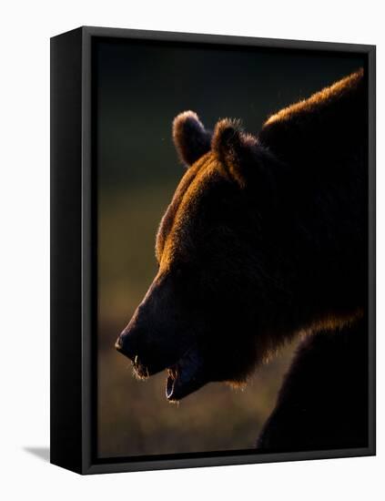 European Brown Bear (Ursos Arctos) Backlit by Sun, Kuhmo, Finland, July 2009 Wwe Book-Cairns-Framed Stretched Canvas