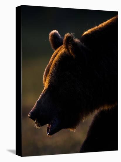 European Brown Bear (Ursos Arctos) Backlit by Sun, Kuhmo, Finland, July 2009 Wwe Book-Cairns-Stretched Canvas