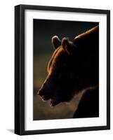 European Brown Bear (Ursos Arctos) Backlit by Sun, Kuhmo, Finland, July 2009 Wwe Book-Cairns-Framed Photographic Print