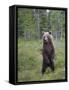 European Brown Bear (Ursos Arctos) Standing on Rear Legs, Kuhmo, Finland, July 2009-Cairns-Framed Stretched Canvas