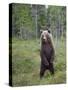 European Brown Bear (Ursos Arctos) Standing on Rear Legs, Kuhmo, Finland, July 2009-Cairns-Stretched Canvas
