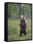 European Brown Bear (Ursos Arctos) Standing on Rear Legs, Kuhmo, Finland, July 2009-Cairns-Framed Stretched Canvas