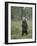 European Brown Bear (Ursos Arctos) Standing on Rear Legs, Kuhmo, Finland, July 2009-Cairns-Framed Photographic Print