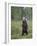 European Brown Bear (Ursos Arctos) Standing on Rear Legs, Kuhmo, Finland, July 2009-Cairns-Framed Photographic Print