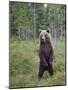 European Brown Bear (Ursos Arctos) Standing on Rear Legs, Kuhmo, Finland, July 2009-Cairns-Mounted Photographic Print