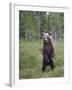 European Brown Bear (Ursos Arctos) Standing on Rear Legs, Kuhmo, Finland, July 2009-Cairns-Framed Photographic Print