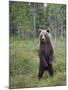 European Brown Bear (Ursos Arctos) Standing on Rear Legs, Kuhmo, Finland, July 2009-Cairns-Mounted Photographic Print