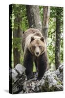 European brown bear (Ursus arctos), alpha male in Karst forest, Notranjska, Slovenia-Franco Banfi-Stretched Canvas