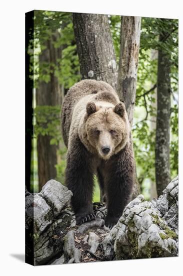 European brown bear (Ursus arctos), alpha male in Karst forest, Notranjska, Slovenia-Franco Banfi-Stretched Canvas