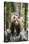 European brown bear (Ursus arctos), alpha male in Karst forest, Notranjska, Slovenia-Franco Banfi-Stretched Canvas