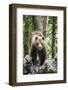 European brown bear (Ursus arctos), alpha male in Karst forest, Notranjska, Slovenia-Franco Banfi-Framed Photographic Print