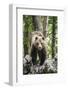 European brown bear (Ursus arctos), alpha male in Karst forest, Notranjska, Slovenia-Franco Banfi-Framed Photographic Print