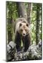 European brown bear (Ursus arctos), alpha male in Karst forest, Notranjska, Slovenia-Franco Banfi-Mounted Photographic Print