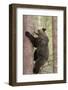 European Brown Bear (Ursus Arctos Arctos) Adult Climbing, Northern Finland, May-Jussi Murtosaari-Framed Photographic Print