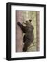 European Brown Bear (Ursus Arctos Arctos) Adult Climbing, Northern Finland, May-Jussi Murtosaari-Framed Photographic Print