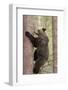 European Brown Bear (Ursus Arctos Arctos) Adult Climbing, Northern Finland, May-Jussi Murtosaari-Framed Photographic Print