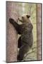 European Brown Bear (Ursus Arctos Arctos) Adult Climbing, Northern Finland, May-Jussi Murtosaari-Mounted Photographic Print