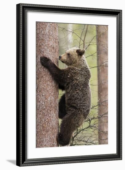 European Brown Bear (Ursus Arctos Arctos) Adult Climbing, Northern Finland, May-Jussi Murtosaari-Framed Photographic Print