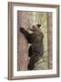 European Brown Bear (Ursus Arctos Arctos) Adult Climbing, Northern Finland, May-Jussi Murtosaari-Framed Photographic Print