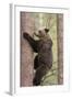 European Brown Bear (Ursus Arctos Arctos) Adult Climbing, Northern Finland, May-Jussi Murtosaari-Framed Photographic Print