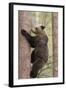 European Brown Bear (Ursus Arctos Arctos) Adult Climbing, Northern Finland, May-Jussi Murtosaari-Framed Photographic Print