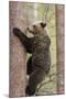 European Brown Bear (Ursus Arctos Arctos) Adult Climbing, Northern Finland, May-Jussi Murtosaari-Mounted Photographic Print