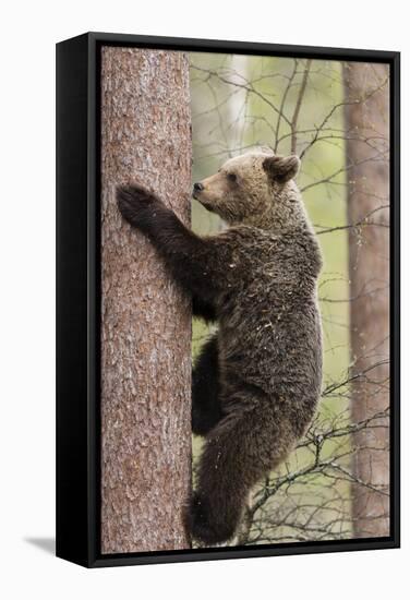 European Brown Bear (Ursus Arctos Arctos) Adult Climbing, Northern Finland, May-Jussi Murtosaari-Framed Stretched Canvas