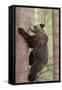 European Brown Bear (Ursus Arctos Arctos) Adult Climbing, Northern Finland, May-Jussi Murtosaari-Framed Stretched Canvas