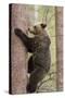 European Brown Bear (Ursus Arctos Arctos) Adult Climbing, Northern Finland, May-Jussi Murtosaari-Stretched Canvas