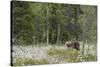 European Brown Bear (Ursus arctos arctos) adult, standing on cotton grass filled taiga swamp, Suomu-Robert Canis-Stretched Canvas