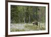 European Brown Bear (Ursus arctos arctos) adult, standing on cotton grass filled taiga swamp, Suomu-Robert Canis-Framed Photographic Print