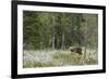 European Brown Bear (Ursus arctos arctos) adult, standing on cotton grass filled taiga swamp, Suomu-Robert Canis-Framed Photographic Print