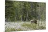 European Brown Bear (Ursus arctos arctos) adult, standing on cotton grass filled taiga swamp, Suomu-Robert Canis-Mounted Photographic Print